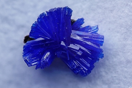 Linarite -  La Fonderie -  Poullaouen -  Finistère