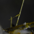 Esseneite - Lapanouse de Sévérac - Aveyron