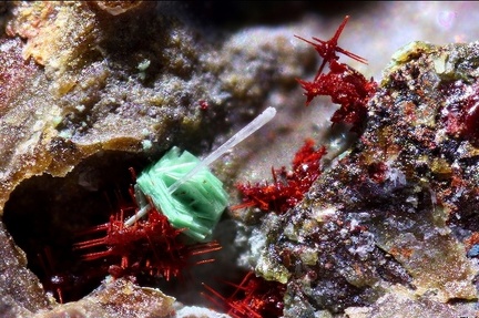 Chalcotrichite Schulenbergite Anglésite - La Fonderie - Poullaouen - Finistère