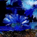 Linarite - La Fonderie - Poullaouen - Finistère