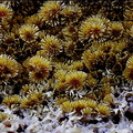 Cacoxénite - Carrière de La Lande -  Plumelin - Morbihan