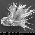 Zalesiite Agardite - Chessy-les-Mines - Rhône