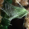 Zalesiite Agardite - Chessy-les-Mines - Rhône