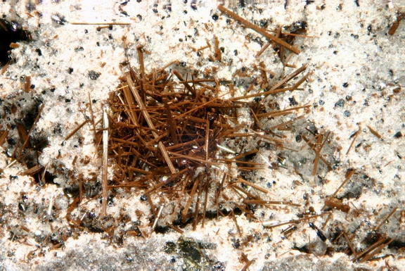 Pyroxène - Ravin des Chèvres - Mont-Dore - Puy de Dôme