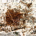 Pyroxène - Ravin des Chèvres - Mont-Dore - Puy de Dôme