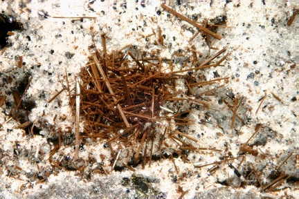 Pyroxène - Ravin des Chèvres - Mont-Dore - Puy de Dôme