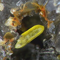 Mimetite - Cuzac - Lot