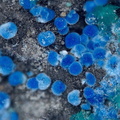 Connellite - Cap Garonne - Le Pradet - Var