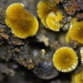 Cacoxenite - Fumade - Castelnau de Brassac - Fontrieu - Castres - Tarn