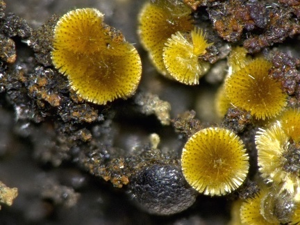 Cacoxenite - Fumade - Castelnau de Brassac - Fontrieu - Castres - Tarn