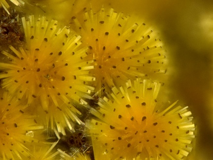 Cacoxenite - Fumade - Castelnau de Brassac - Fontrieu - Castres - Tarn