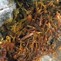 Pyrosmalite - Mail de la Pique - Baren - Haute-Garonne
