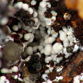 Wavellite - Fumade  - Castelanau de Brassac - Fontrieu - Castres - Tarn