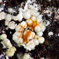 Wavellite - Fumade  - Castelanau de Brassac - Fontrieu - Castres - Tarn