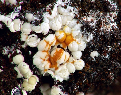 Wavellite - Fumade  - Castelanau de Brassac - Fontrieu - Castres - Tarn