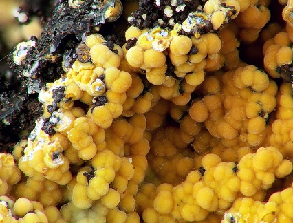 Wavellite - Fumade  - Castelanau de Brassac - Fontrieu - Castres - Tarn