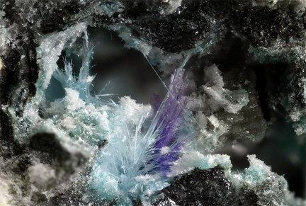 Elyite Caledonite - Longefay -  Poule les Echarmeaux - Rhône