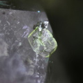 Atelestite - Munster - Haut-Rhin