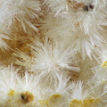  Wavellite - Fumade - Castelnau de Brassac - Fontrieu - Castres - Tarn