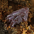 Pyrostilpnite - Carrière du Rivet - Montredon-Labessonié - Tarn