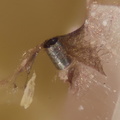 Tubulite - Carrière du Rivet - Montredon-Labessonié - Tarn