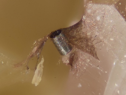 Tubulite - Carrière du Rivet - Montredon-Labessonié - Tarn