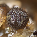 Pyrrhotite - Carrière du Rivet - Montredon-Labessonié - Tarn