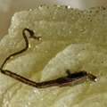 Pyrite vipérine - Carrière du Rivet - Montredon-Labessonié - Tarn