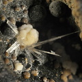 Aragonite - Carrière de Chastreix - Puy de Dôme