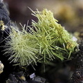 Olivenite - Le Franciman - Paulinet - St Jean de Jeannes - Tarn 