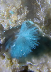 n°109079 - Devilline –  Le Couloumier (mine) – Auzat – Ariège