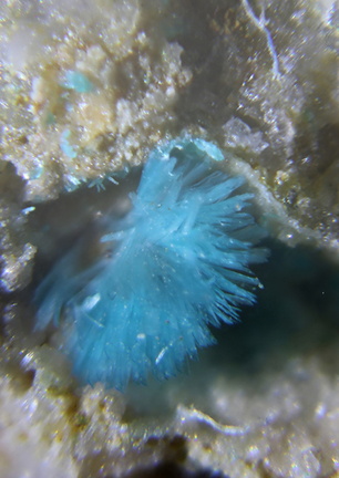 n°109079 - Devilline –  Le Couloumier (mine) – Auzat – Ariège