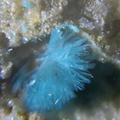 n°109079 - Devilline –  Le Couloumier (mine) – Auzat – Ariège