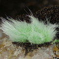 Agardite - Le Bastit - Najac - Aveyron