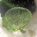 n°168043 - Olivenite - Osenbach - Rouffach - Haut-Rhin