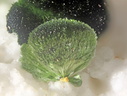 n°168043 - Olivenite - Osenbach - Rouffach - Haut-Rhin
