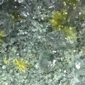 n°197015 - Prehnite Epidote-Ca - Ravine de Bras Rouge - Cirque de Cilaos  - La Réunion