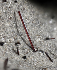 n°143085 - Pseudobrookite - Bizac (Carrière) - Le Brignon - Haute-Loire