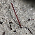n°143085 - Pseudobrookite - Bizac (Carrière) - Le Brignon - Haute-Loire