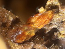 Tarn