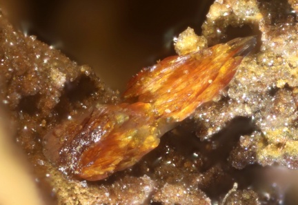 n°181138 - Descloizite - Le Rivet (Carrière) - Montredon-Labessonnié - Tarn
