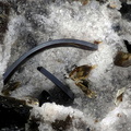 Pseudobrookite Enstatite -  Les Châtelaunoux -  Carrière Mazaye -  Puy-de-Dôme