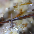 Pseudobrookite - La Aljorra - Cartagena - Murcia - Espagne