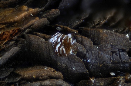  Descloizite Siderite - Carrière du Rivet - Montredon-Labessonié - Tarn