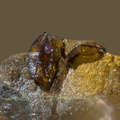Descloizite - Carrière du Rivet - Montredon-Labessonié - Tarn