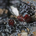 Hemimorphite - Carrière du Rivet - Montredon-Labessonié - Tarn
