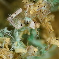 n°190004 - Stolzite Malachite - Saint Daniel(mine) - Giromagny - Territoire-de-Belfort
