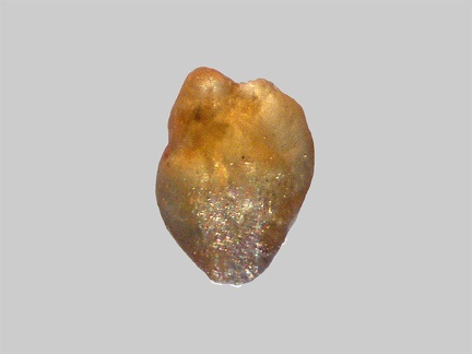 Monazite - Ruisseau Pourri - Beaune-les-Mines - Haute-Vienne - FP - Taille 0,5mm