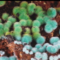 Malachite - Mas Cabardès - Salsigne - Carcassonne - Aude
