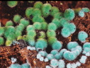 Malachite - Mas Cabardès - Salsigne - Carcassonne - Aude